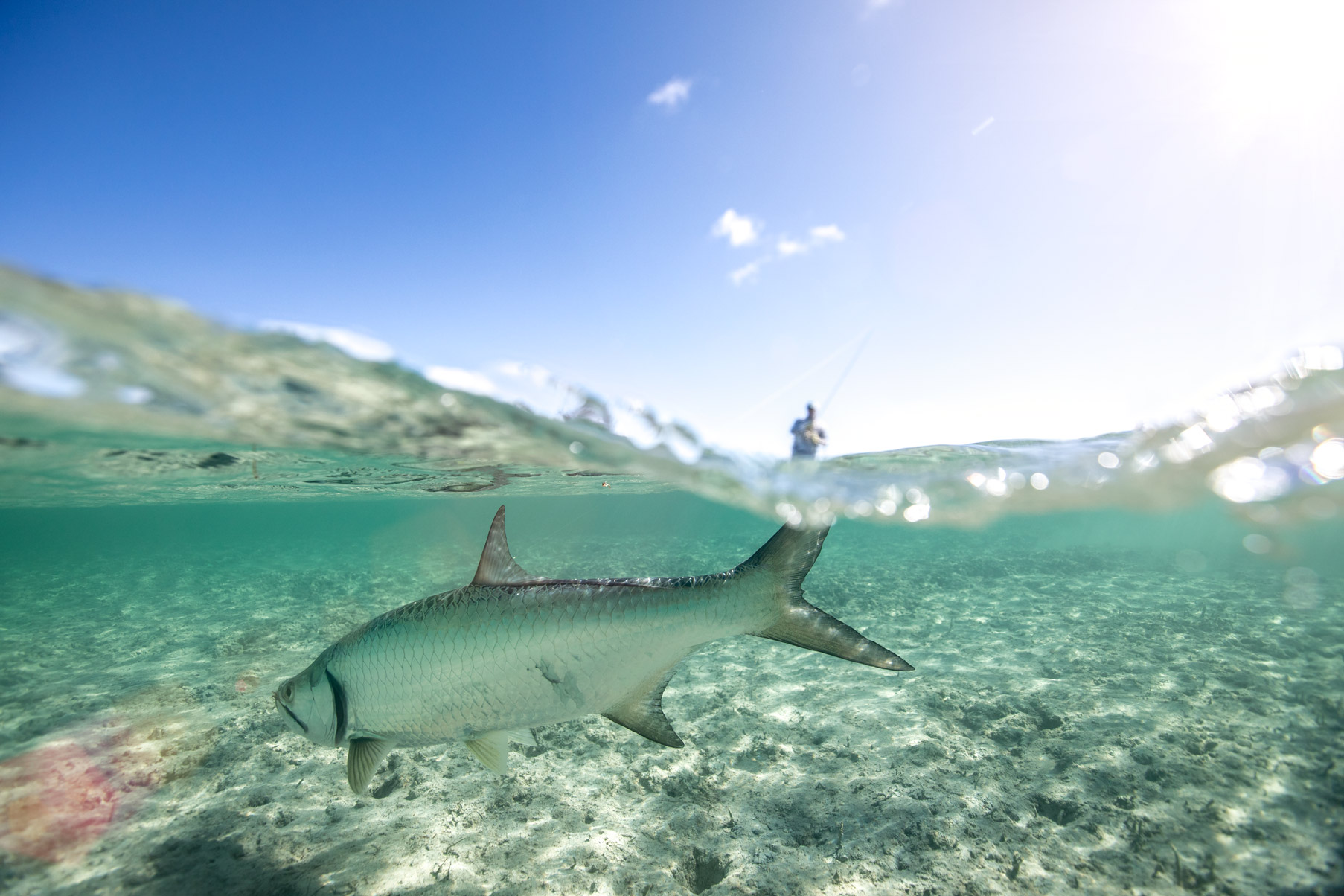 tourism - tarpon in bahamas