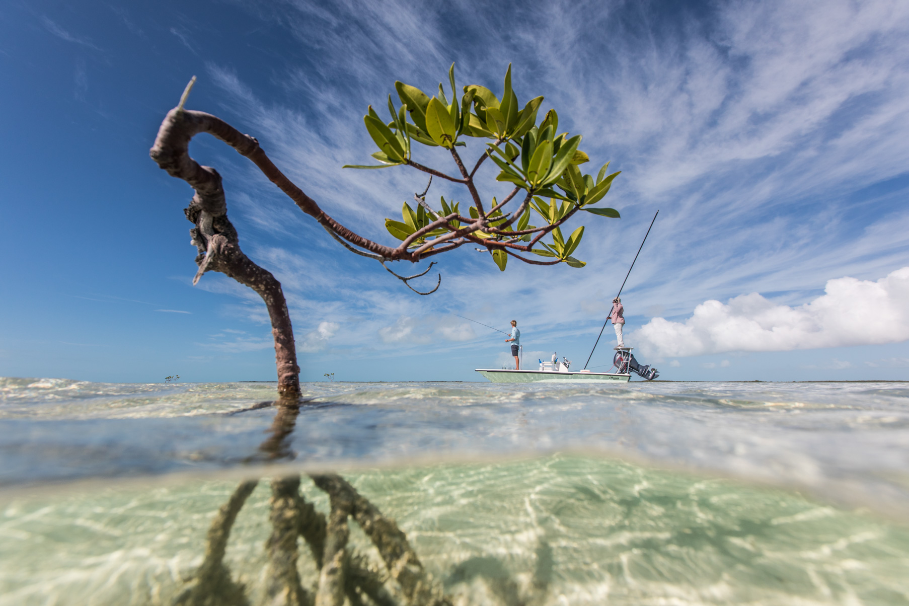 mangrove in bahamas